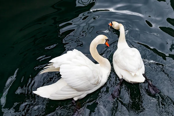Cigni bianchi sul lago — Foto Stock