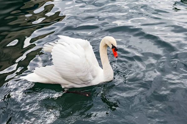 Cigno bianco sul lago — Foto Stock