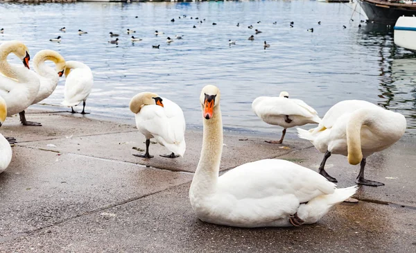 Cigni sull'asfalto vicino al lago — Foto Stock