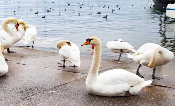 Cigni sull'asfalto vicino al lago — Foto Stock