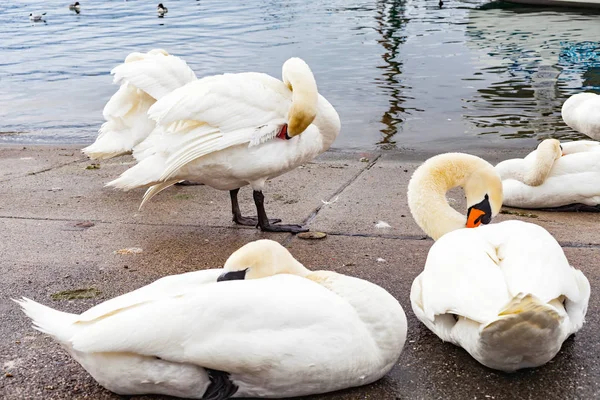 Cigni sull'asfalto vicino al lago — Foto Stock