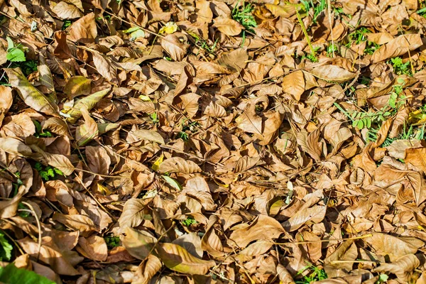 Мертвые опавшие листья — стоковое фото