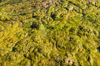 Yeşil yosunlarla kaplı plaj 