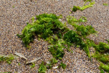 Yeşil yosunlarla kaplı plaj 