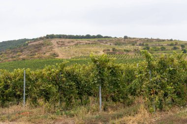 Romanya 'daki üzüm bağları