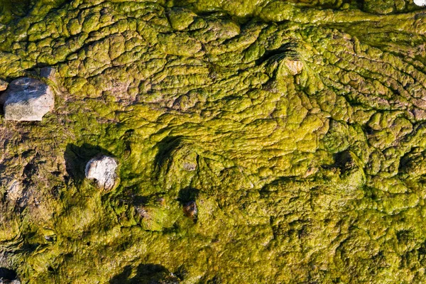 Пляж, покрытый зелеными водорослями — стоковое фото
