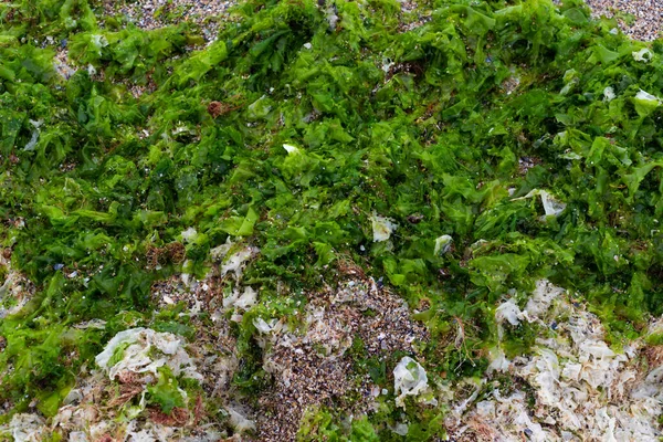 Stranden täckt av gröna alger — Stockfoto