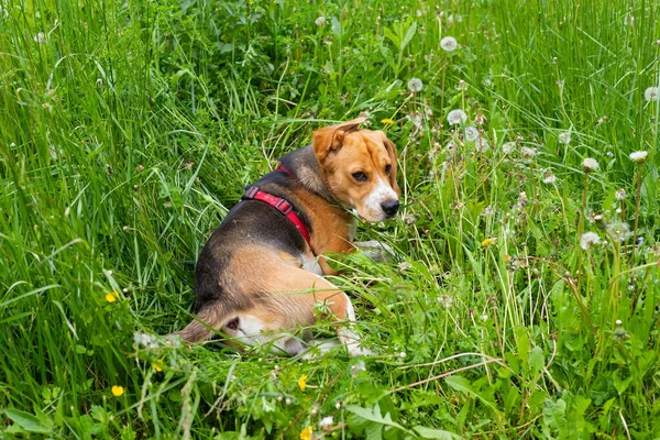 Beagle kiskutya, a kertben — Stock Fotó