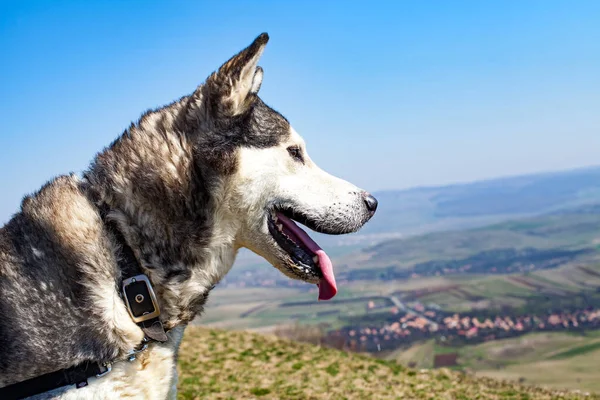 Хаски-собака отдыхает на открытом воздухе — стоковое фото