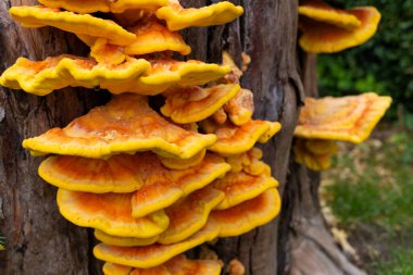 Ağaç kütüğündeki mantar