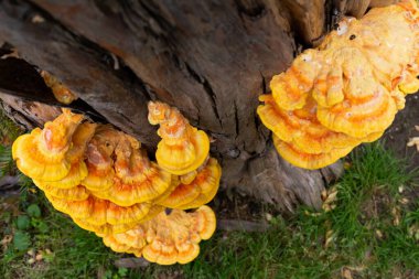 Ağaç kütüğündeki mantar