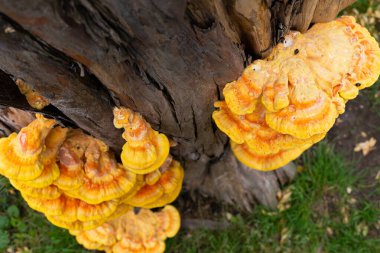 Ağaç kütüğündeki mantar