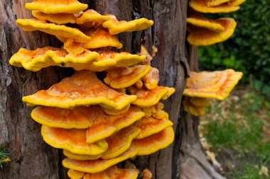 Ağaç kütüğündeki mantar