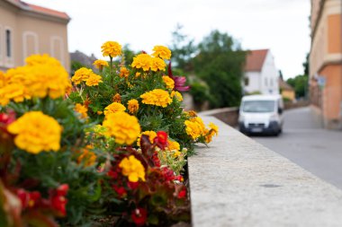 Güzel kadife çiçeği çiçek