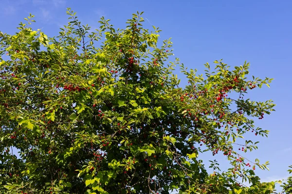 Дерева вишні — стокове фото