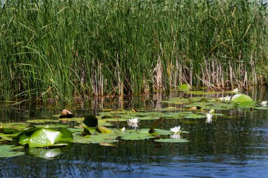 Tuna Deltası Biyosferi