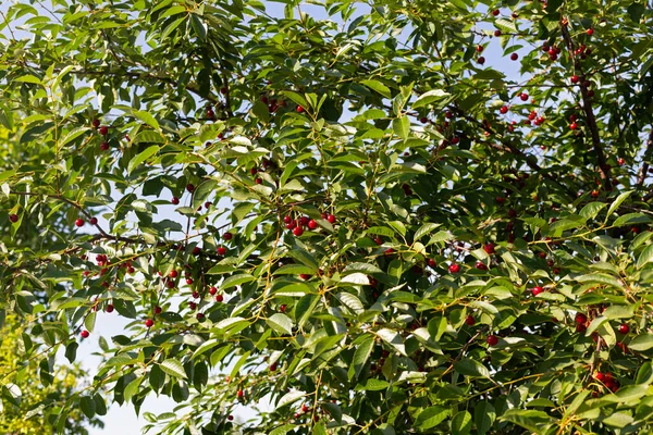 Sauerkirschbaum — Stockfoto