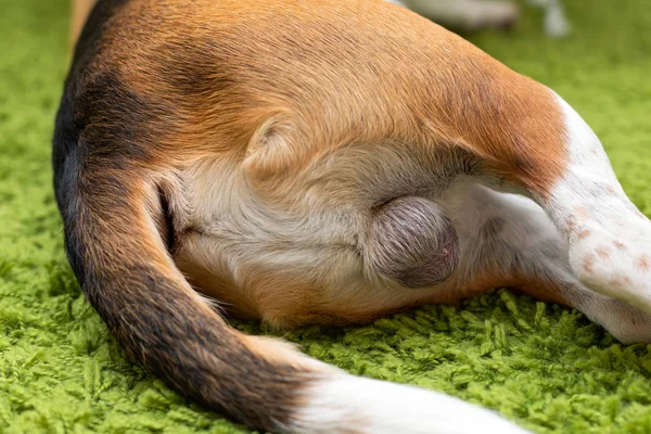 Piezas del cuerpo Beagle — Foto de Stock