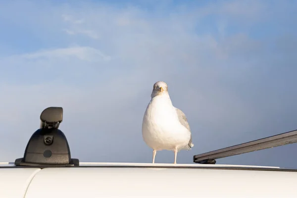 Mouette européenne — Photo