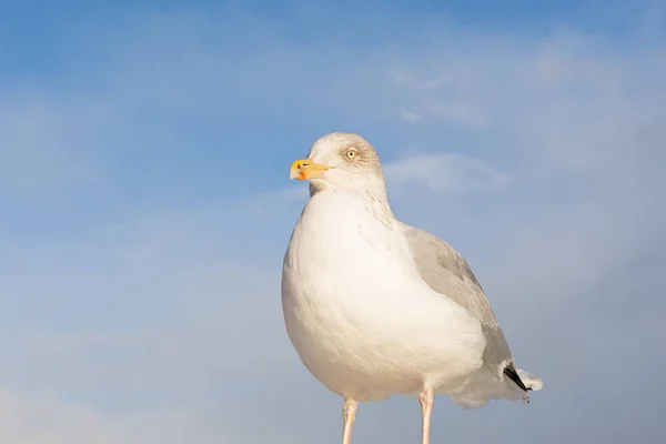 European seagull — 스톡 사진