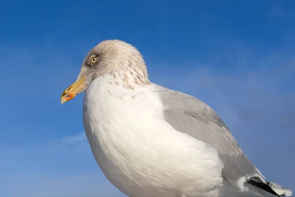 Mouette européenne — Photo