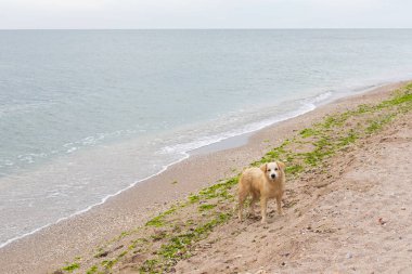 Sahilde kumda yatan, deniz kenarında rahatlatıcı yalnız köpek 