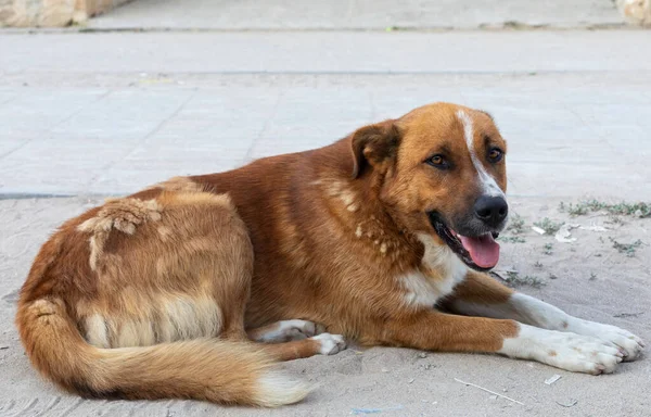 海辺でくつろぐ孤独な犬 ビーチで砂の上に横たわっている — ストック写真