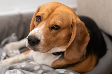 Tatlı yorgun av köpeği yastığının üzerinde dinleniyor ve kameraya bakıyor.