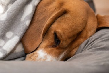 Tatlı uykucu av köpeği içeride yastığında kestiriyor.