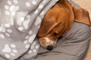 Tatlı uykucu av köpeği içeride yastığında kestiriyor.