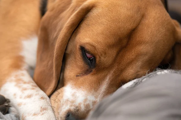 Симпатичний Сонний Бігль Собака Подушці Приміщенні — стокове фото