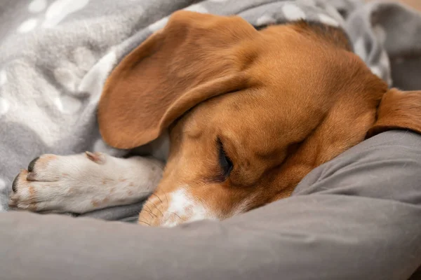 Lindo Perro Beagle Somnoliento Está Teniendo Una Siesta Almohada Interior — Foto de Stock