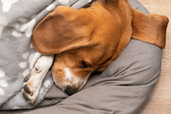 Lindo Perro Beagle Somnoliento Está Teniendo Una Siesta Almohada Interior — Foto de Stock