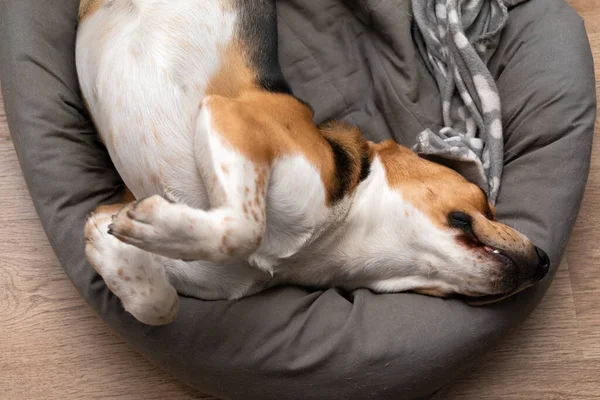 아파트 귀여운 게으른 강아지의 — 스톡 사진