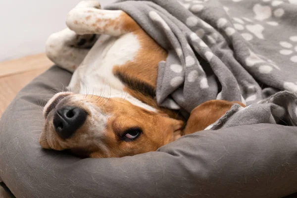 Imagen Lindo Perezoso Perrito Beagle Acostado Almohada Dentro Del Apartamento — Foto de Stock