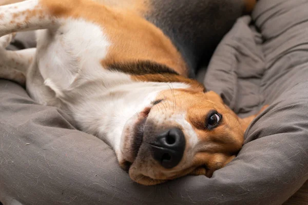 Picture Cute Lazy Beagle Puppy Lying His Pillow Apartment — Stock Photo, Image