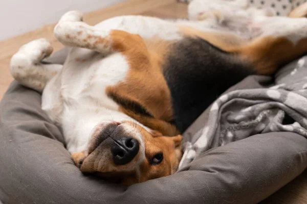 Picture of cute lazy beagle puppy lying on his pillow inside the apartment