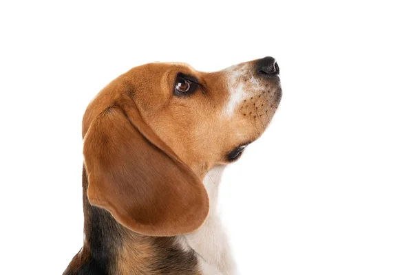 Portrait Lovely Beagle Dog Isolated Background — Stock Photo, Image