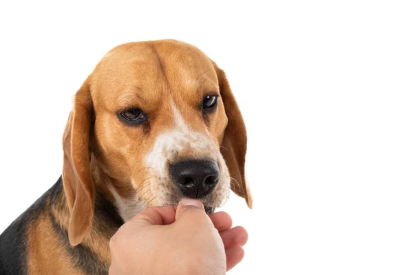 Cute Beagle Dog Isolated Background Holding Owners Hand — Stock Photo, Image