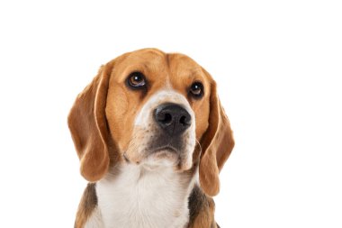 İzole edilmiş arka planda sevimli üç renkli av köpeği.