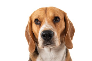 İzole edilmiş arka planda güzel bir av köpeği portresi