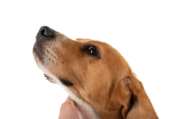 Cute Tricolor Beagle Dog Isolated Background — Stock Photo, Image