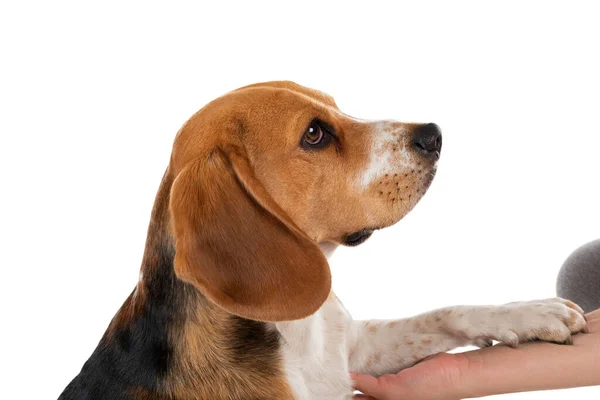 Leuke Tricolor Beagle Hond Geïsoleerde Achtergrond — Stockfoto