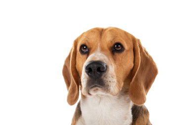 İzole edilmiş arka planda sevimli üç renkli av köpeği.