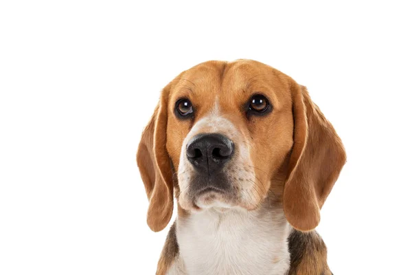 Cute Tricolor Beagle Dog Isolated Background — Stock Photo, Image