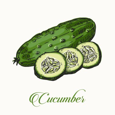 İzole salatalık bir kroki tarzı. Serisi sebze