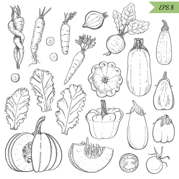 Conjunto de verduras aisladas en un estilo de boceto. Zanahorias, lechuga, calabacín, berenjena, calabaza, remolacha, calabaza — Vector de stock