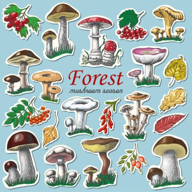 Mantar ve çilek sonbahar çıkartmaları kümesi