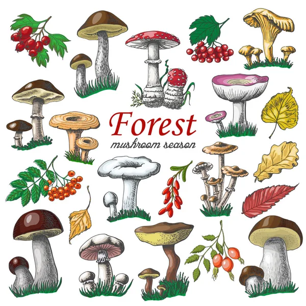 Conjunto de plantas florestais isoladas e cogumelos em estilo esboço — Vetor de Stock