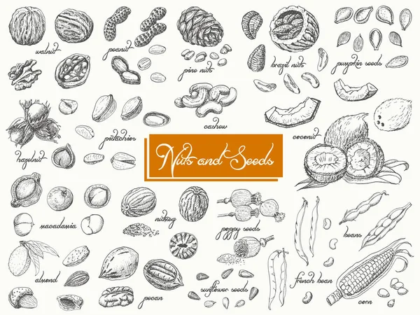 Big collection of isolated nuts and seeds on white background — Stock Vector